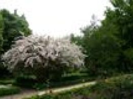 Real jardín botánico, Madrid