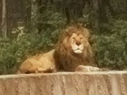 Zoo aquarium de Madrid