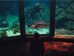 Aquarium finisterrae, la coruña