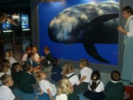 Museo de cetáceos de canarias, yaiza (lanzarote)