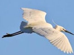 'Actividades en la naturaleza - 2010 año de la biodiversidad', obra social de caixa catalunya