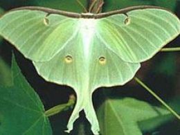 Butterflies center, llagostera (girona)
