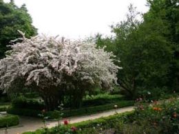Real jardín botánico, Madrid