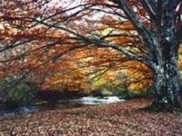 Senda: 'El bosque resuelve', c.e.a. 'Hayedo de montejo, montejo de la sierra (Madrid)