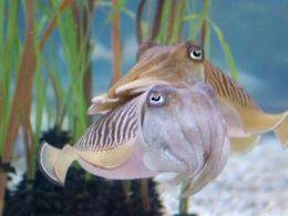 La pasión de la primavera, l’aquarium de Barcelona