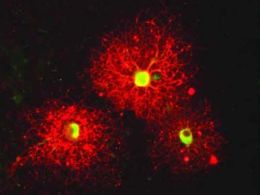 'Paisajes neuronales', Cosmocaixa Madrid