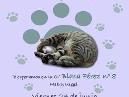 'Día de la adopción' Madrid felina, Madrid