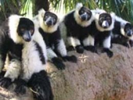 Bioparc Valencia