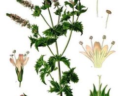 Taller: 'Aromaterapia', centrocaixa Madrid
