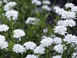Visita guiada: 'Plantas al límite: adaptaciones a ambientes extremos', real jardín botánico, Madrid