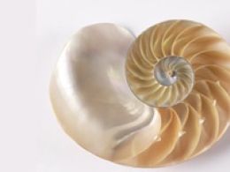 'Joyas del mar', l’aquàrium de Barcelona