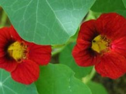Taller: 'Las angiospermas', real jardín botánico, Madrid