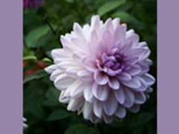 Visita guiada: 'La colección de dalias', real jardín botánico, Madrid