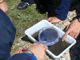 Ecosafari: 'Inspeccionando los pequeños habitantes del río manzanares en el pardo' (Madrid)
