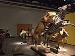 'Animales de museo. el arte de la taxidermia', parque de las ciencias, Granada