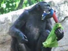 Ecosafari: 'Homo urbanus, el coleccionista de mascotas', (Barcelona)