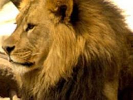 Parque zoológico de león (guanajuato)