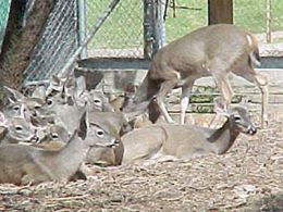 Zoológico los coyotes, Ciudad de México