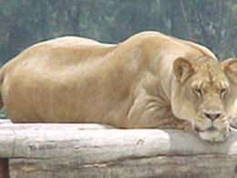 Zoológico de san juan aragón, Ciudad de México
