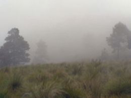 Parque el desierto de los leones, Ciudad de México