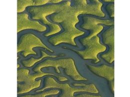 'Armonía fractal de doñana y las marismas', real jardín botánico, Madrid