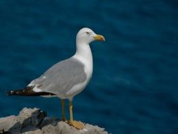 Ecosafari en la playa: 'Conocer las aves marinas', playa de la barceloneta, Barcelona