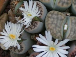 Visita guiada: 'Adaptación a ambientes extremos', real jardín botánico, Madrid