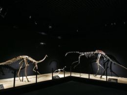 'Dinosaurios. tesoros del desierto de gobi', Cosmocaixa Madrid