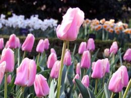 Taller: 'La evolución de las plantas', real jardín botánico, Madrid