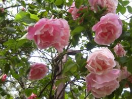 Visita guiada: 'La rosaleda', real jardín botánico, Madrid