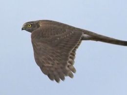 Curso: 'Iniciación a la ornitología: rapaces', la casa encendida, Madrid