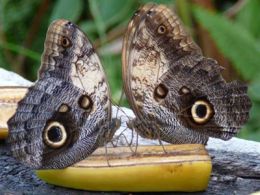 Butterflies center, llagostera (girona)