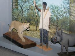 'Vivir en biodiversidad total con leones, tigres o lobos', museo nacional de ciencias naturales, Madrid