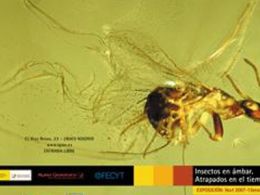 'Insectos en ámbar : atrapados en el tiempo', museo elder de la ciencia y la tecnología, las palmas de gran canaria