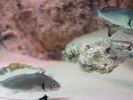 '¿Acuicultura? descúbrela', museo nacional de ciencias naturales, Madrid
