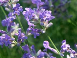 Visita guiada: 'Las plantas aromáticas', real jardín botánico, Madrid