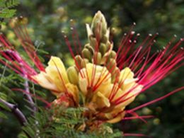 Visita guiada: 'Las plantas tóxicas', real jardín botánico, Madrid