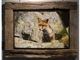 'La mirada salvaje. encuentros con la fauna ibérica', museo de la ciencia de valladolid