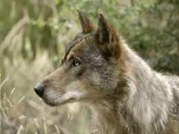 'El lobo ibérico', casa de las ciencias, Logroño