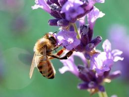 'Día de la abeja', naturalcalá (alcalá de henares)