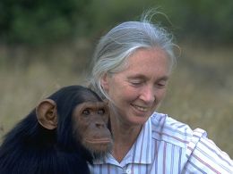 Ciclo de cine: 'Jane goodall, 40 años de investigación con los chimpancés'. Museo de la biblioteca nacional, Madrid