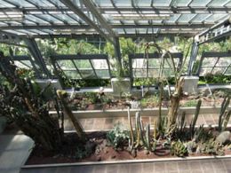 Visita guiada: 'Los invernaderos del jardín', real jardín botánico, Madrid