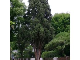 Visita guiada: 'árboles singulares', real jardín botánico, Madrid