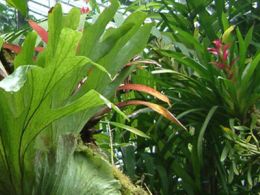 Visita guiada: 'De la selva a la taiga'. real jardín botánico, Madrid