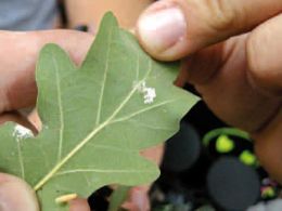 Taller: 'Aprendiendo a mirar la naturaleza'. la casa encendida, Madrid