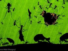 'Fotógrafos da natureza. wildlife photographer of the year 2011'. centro social novacaixagalicia de santiago de compostela