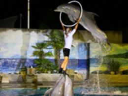 'Noches del zoo'. zoo aquarium de Madrid