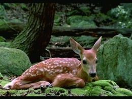 'Pierre huyghe. streamside day - one year celebration'. Caixaforum Barcelona