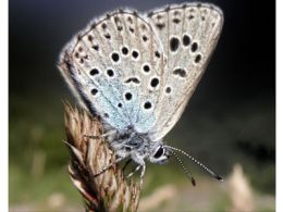 'Los secretos de las mariposas'. casa de las ciencias, Logroño