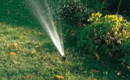 Consejos para regar tus plantas correctamente